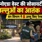 उल्लुओं ने किया हमला
