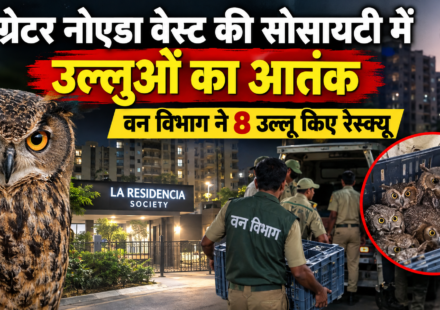 उल्लुओं ने किया हमला