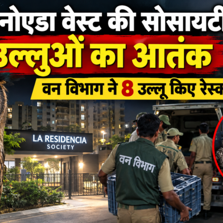 उल्लुओं ने किया हमला