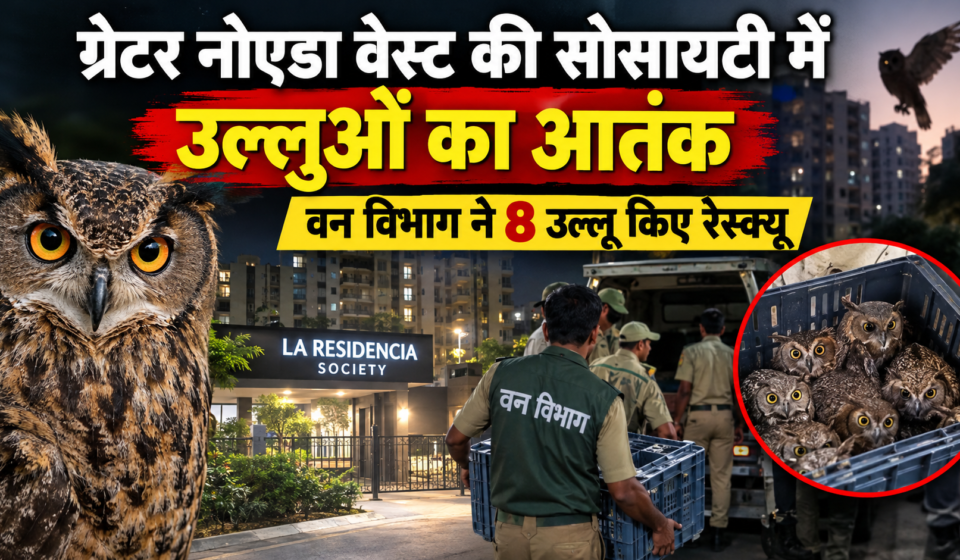 उल्लुओं ने किया हमला